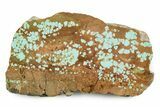 Polished Turquoise Slab - Number Mine, Carlin, NV #245506-1
